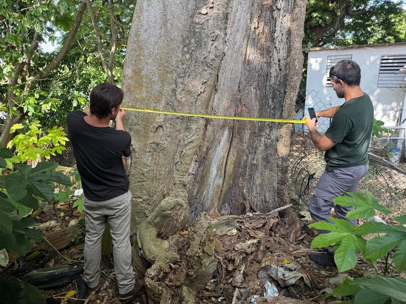 Certified arborists sizing up the job - Puerto Rico Tree Services