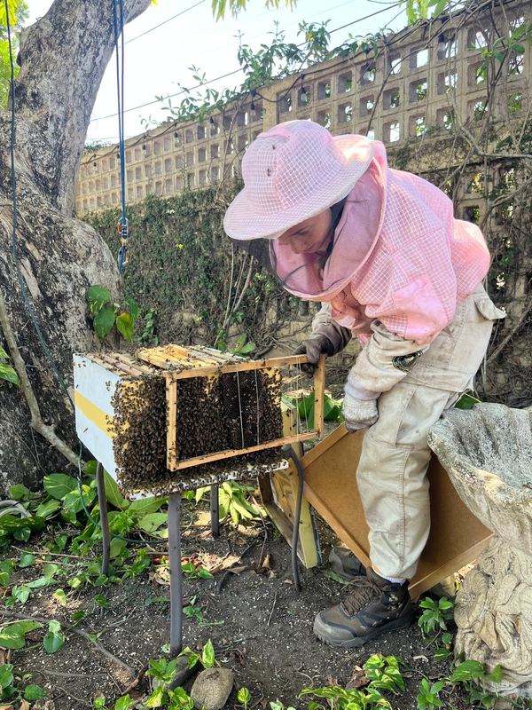 Safe bee and honeycomb removal - Puerto Rico Tree Services