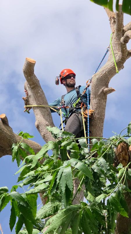 Working the canopy on rope and harness - Puerto Rico Tree Services