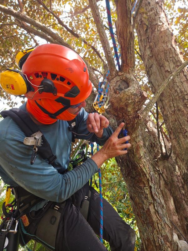 A climbing arborist mid-removal - Puerto Rico Tree Services