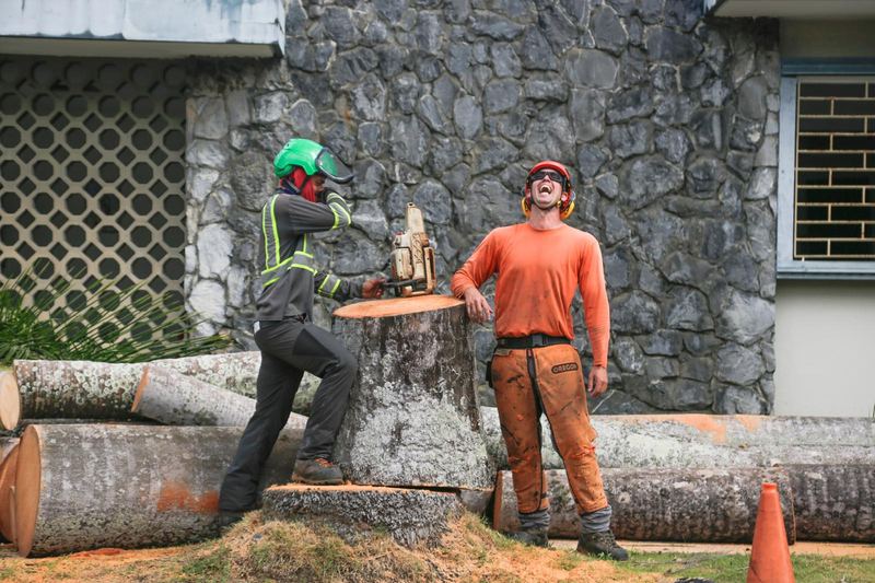 Our crew bucking logs after a removal - Puerto Rico Tree Services