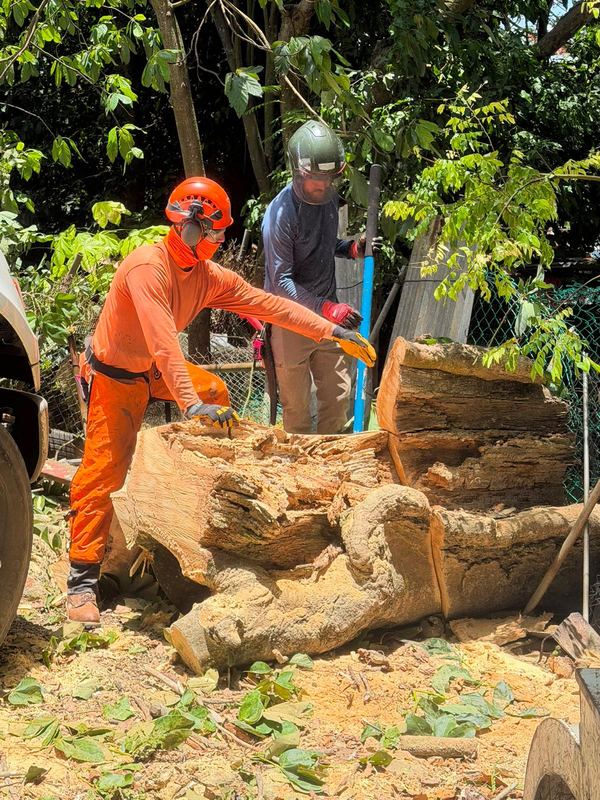 Sectioning a large trunk for haul-off - Puerto Rico Tree Services