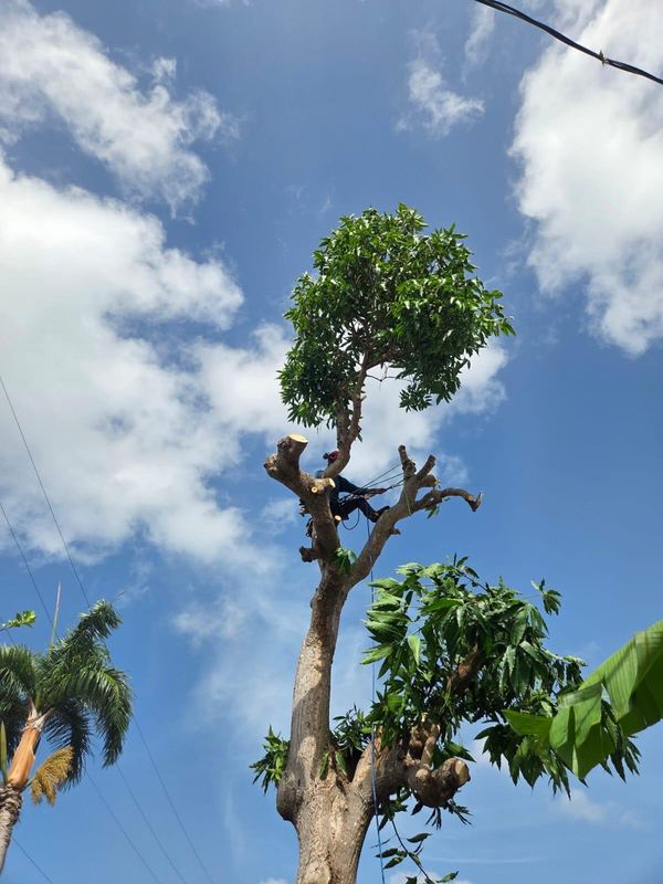 Crown reduction for a healthier tree - Puerto Rico Tree Services