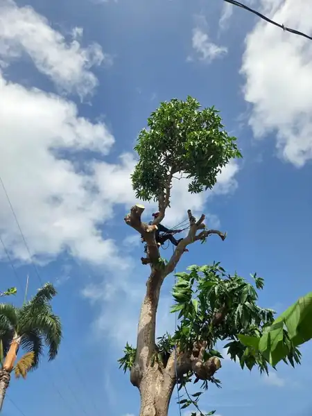 Taking a mango down limb by limb - Puerto Rico Tree Services