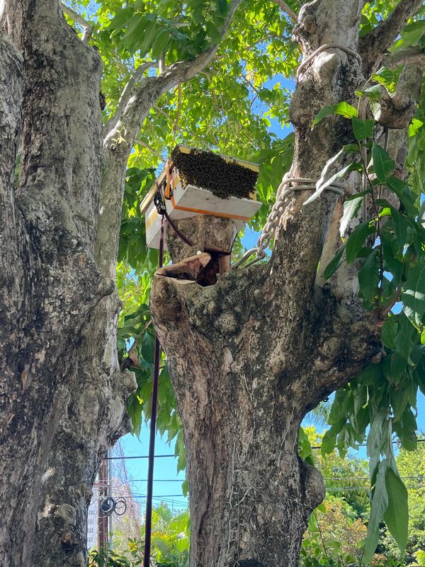 Precision cuts dismantling a heavy limb - Puerto Rico Tree Services
