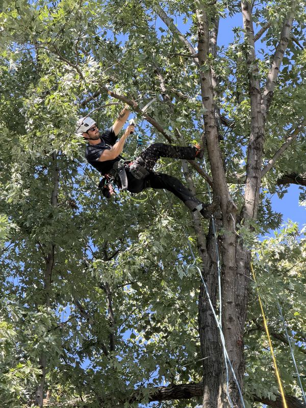 Roped canopy work, high above the yard - Puerto Rico Tree Services