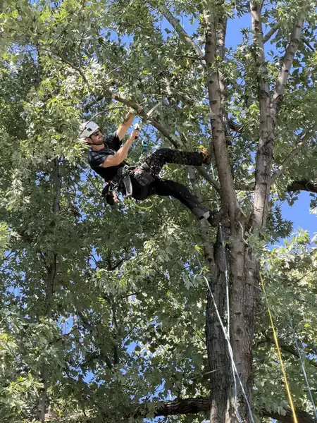 Roped canopy work, high above the yard - Puerto Rico Tree Services