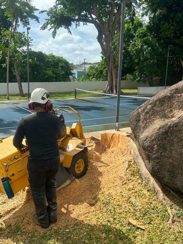 Stump grinding beside the court - Puerto Rico Tree Services