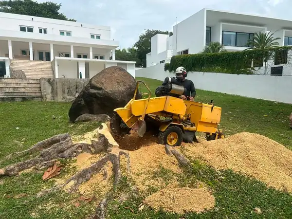 Grinding a stump flush at a modern home - Puerto Rico Tree Services