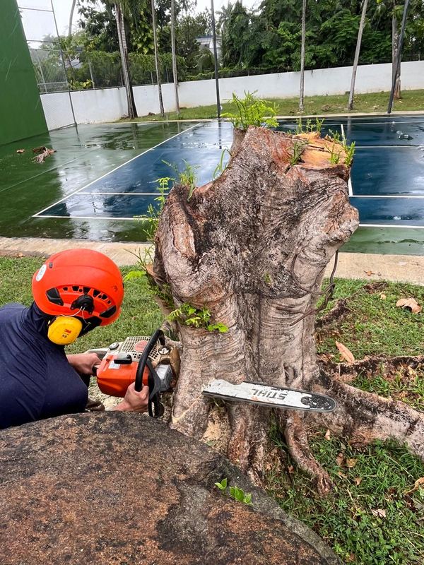 Stump removal on a poolside property - Puerto Rico Tree Services
