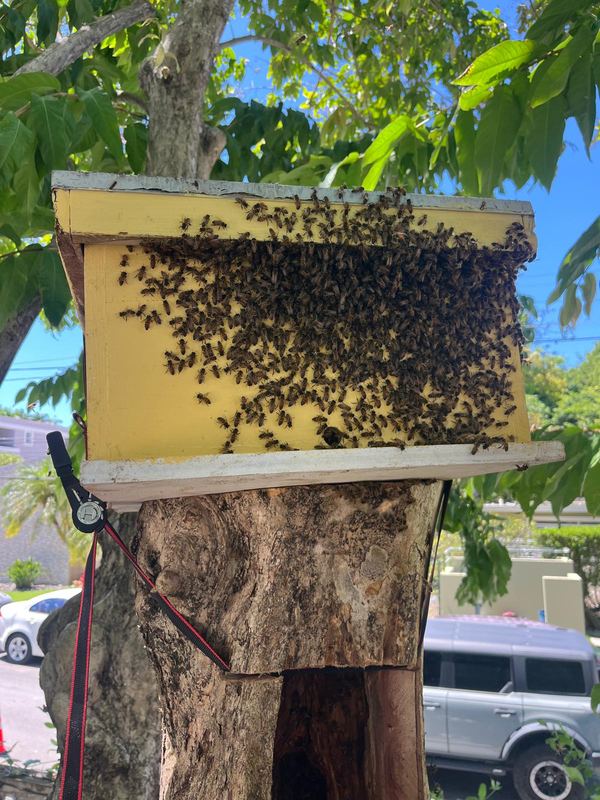 A wild hive rehomed before the cut - Puerto Rico Tree Services