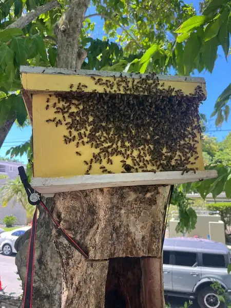 A wild hive rehomed before the cut - Puerto Rico Tree Services